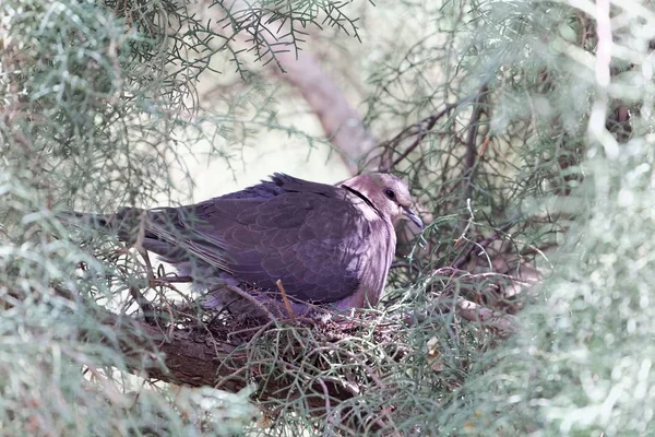 Paloma de cuello anular (Streptopelia capicola) en el nido . — Foto de Stock