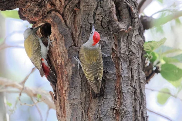 Un par de pájaros carpinteros grises africanos (Dendropicos goertae ) — Foto de Stock