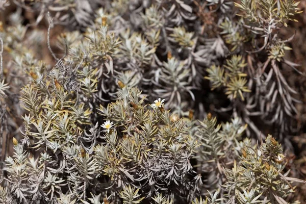 Ramas y flores de un arbusto de Helichrysum (quizás Helichrysum citrispinum ) —  Fotos de Stock