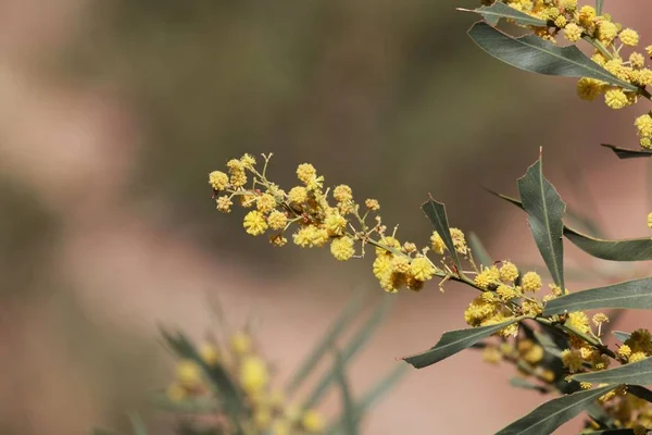 Flowers of a golden wattle tree (Acacia pycnantha) — Stock Photo, Image