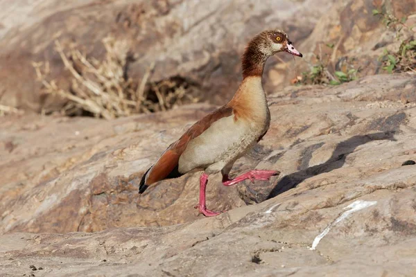 Ägyptische Gans (Alopochen aegyptiaca)) — Stockfoto