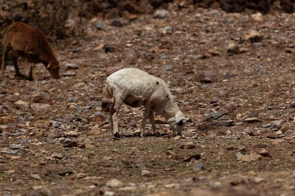 Ovejas pastando en un campo seco —  Fotos de Stock