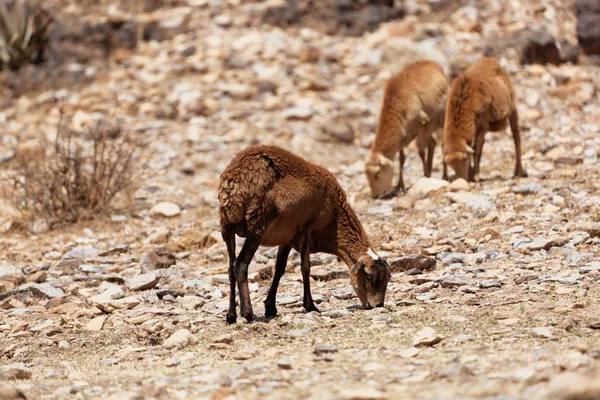 Ovejas pastando en un campo seco —  Fotos de Stock