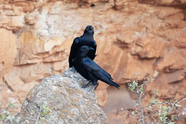 Un par de cuervos de cola de abanico (Corvus rhipidurus) sobre una roca , —  Fotos de Stock