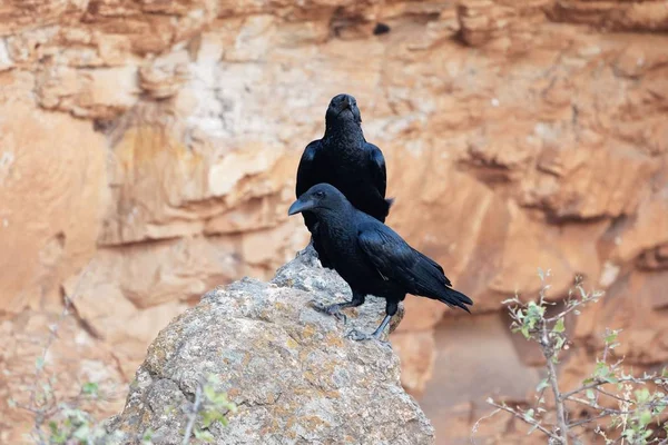 Un par de cuervos de cola de abanico (Corvus rhipidurus) sobre una roca , —  Fotos de Stock