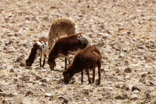 Pastviny pro ovce na suchém poli — Stock fotografie
