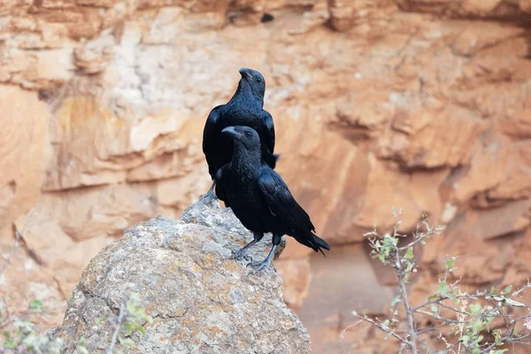 Un par de cuervos de cola de abanico (Corvus rhipidurus) sobre una roca , — Foto de Stock