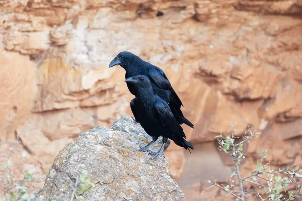Bir kaya üzerinde fan kuyruklu kuzgunlar (Corvus rhipidurus) bir çift,