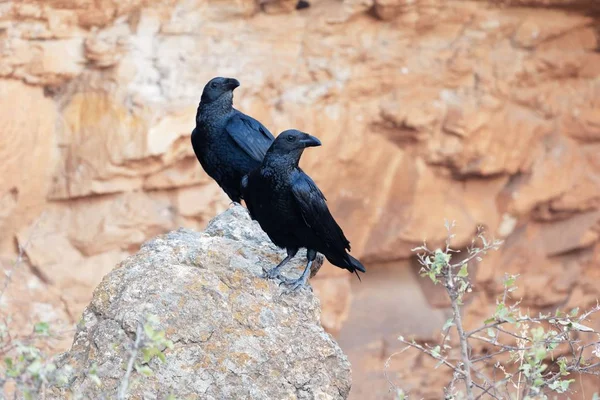 Un par de cuervos de cola de abanico (Corvus rhipidurus) sobre una roca , — Foto de Stock