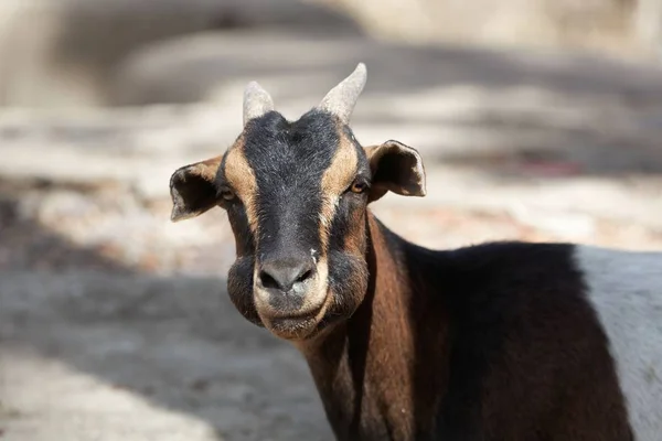 Kérődzó kecske vastag pofával — Stock Fotó