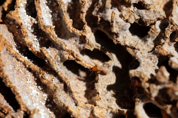 Fungi growing termite in tunnels of the  nest. — Stock Photo, Image