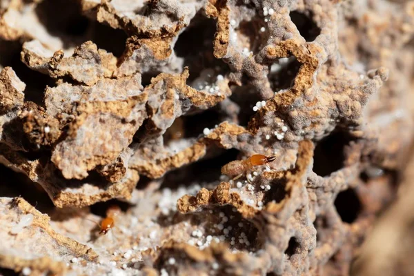 Yuvanın tünellerinde termit yetiştiren mantarlar.