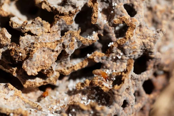 Yuvanın tünellerinde termit yetiştiren mantarlar.