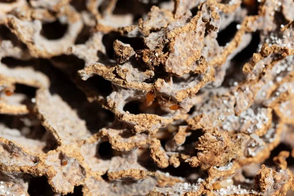 Fungi growing termite in tunnels of the  nest. — Stock Photo, Image