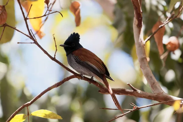 Atrapamoscas del paraíso africano femenino (Terpsiphone viridis ) — Foto de Stock