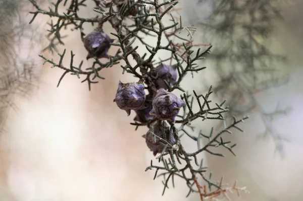 Cones de Cupressus lusitanica — Fotografia de Stock