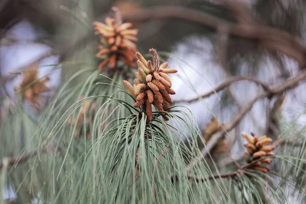 Bloemen van een patula Pine (Pinus patula) — Stockfoto