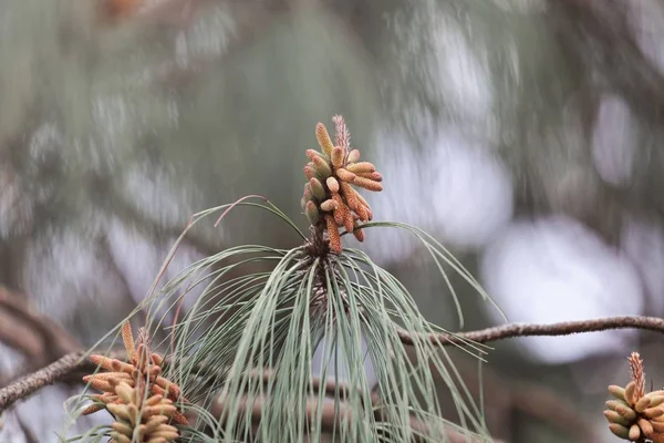 Fleurs d'un pin Patula (Pinus patula) ) — Photo