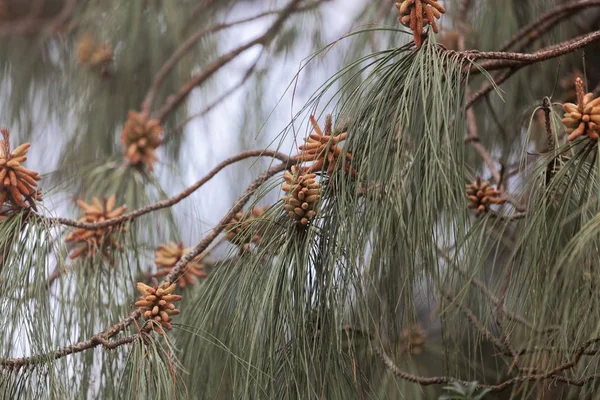 Bir Patula çam çiçekleri (Pinus patula) — Stok fotoğraf