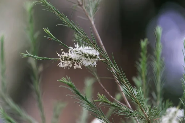 Белые цветы Hakea — стоковое фото