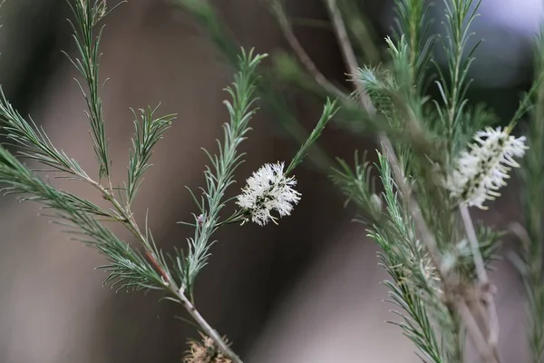 Fleurs blanches de merlu — Photo