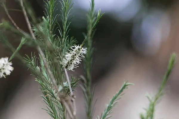 Белые цветы Hakea — стоковое фото