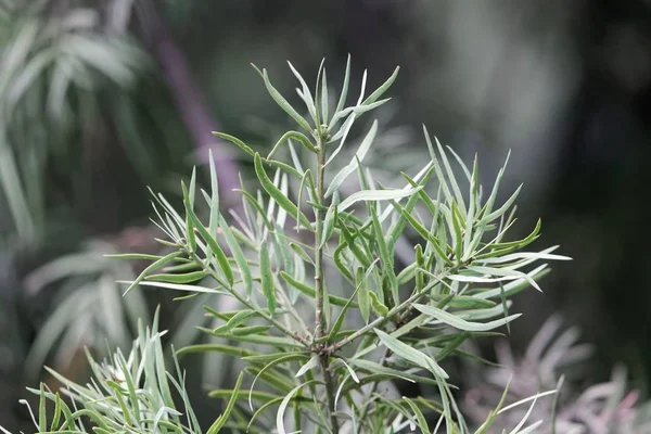 Hojas de una madera amarilla común (Podocarpus falcatus ) —  Fotos de Stock