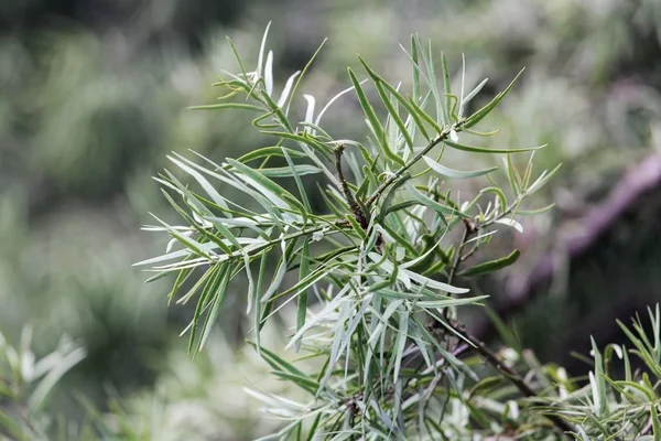 Folhas de uma madeira-amarelada comum (Podocarpus falcatus ) — Fotografia de Stock