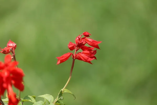 Trópusi zsálya (Salvia splendens) — Stock Fotó