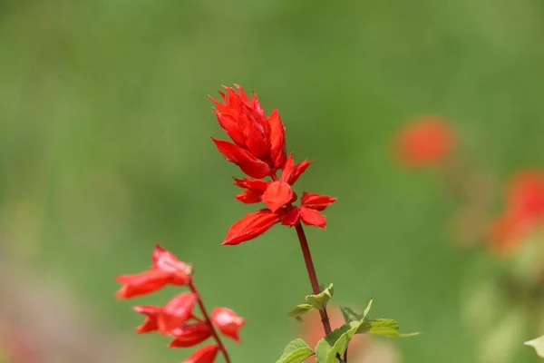 Tropikal adaçayı (Salvia splendens) — Stok fotoğraf