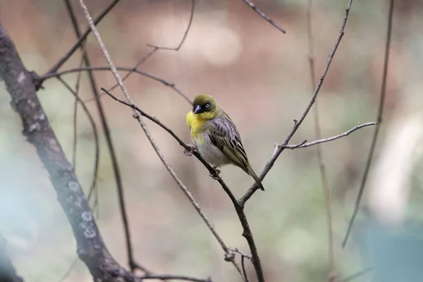 Pájaro tejedor enmascarado del norte (Ploceus taeniopterus ) — Foto de Stock