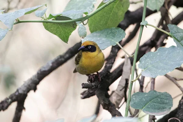 Noordelijke gemaskerde Wever (Ploceus taeniopterus) — Stockfoto