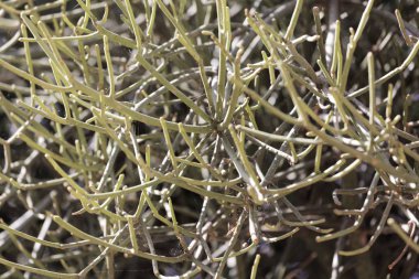 Firestick bitki (Euphorbia tirucalli)