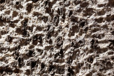 Yabani bir ficus ağacının kabuğu