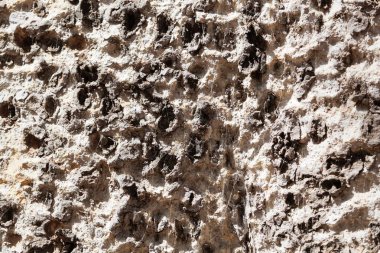 Yabani bir ficus ağacının kabuğu