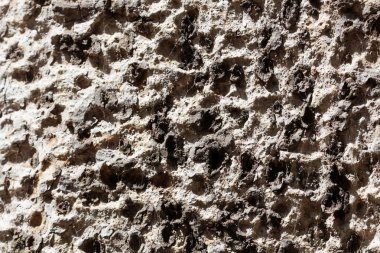 Yabani bir ficus ağacının kabuğu