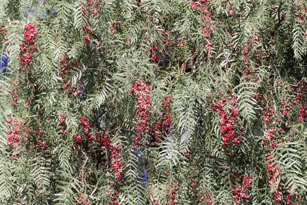 Rote Beeren eines peruanischen Pfefferbaums (schinus molle) — Stockfoto