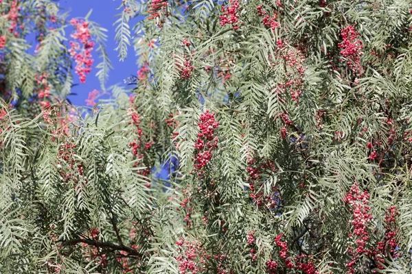 Rote Beeren eines peruanischen Pfefferbaums (schinus molle) — Stockfoto