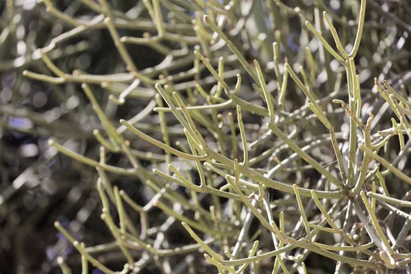 Eldfast växt (Euphorbia tirucalli) — Stockfoto