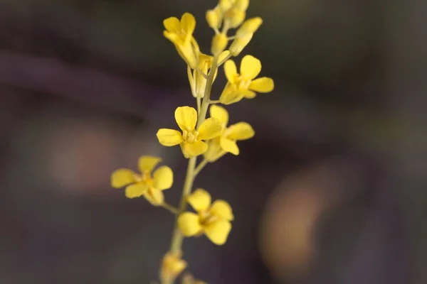 Flor de violación etíope (Brassica carinata ) — Foto de Stock