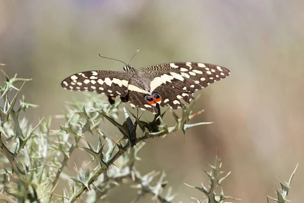 Mariposa de cola de cítricos (Papilio demodocus ) — Foto de Stock