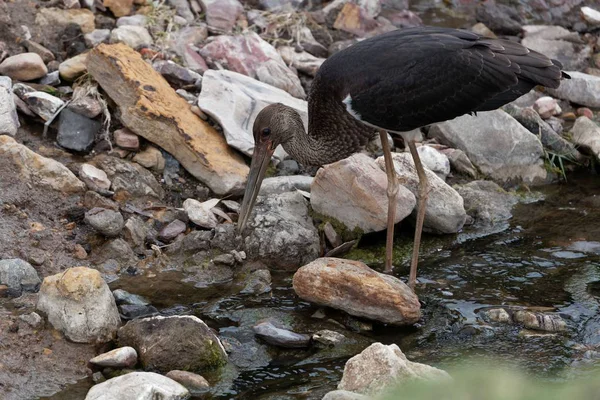 Zwarte Storck (Ciconia nigra) in een rivierbed. — Stockfoto