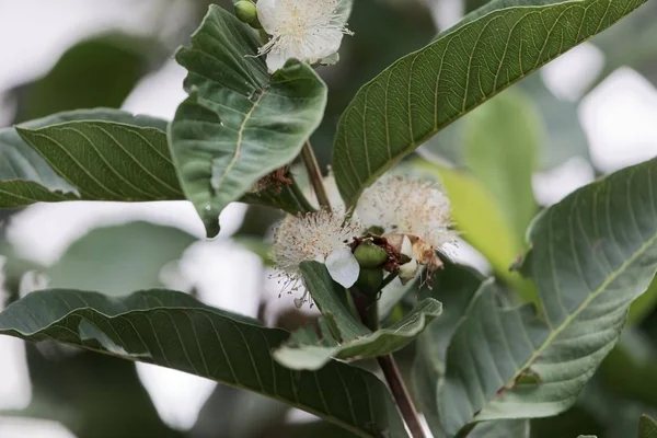 Flower of a guava tree (Psidium guajava) — Stock Photo, Image