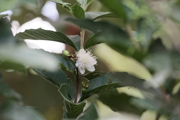 Flor de un guayaba (Psidium guajava ) — Foto de Stock