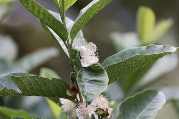 Flor de un guayaba (Psidium guajava ) — Foto de Stock