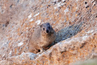 Kaya hyrax (Procavia capensis) bir kaya yüzeyinde. 