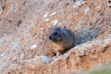 Kaya hyrax (Procavia capensis) bir kaya yüzeyinde. 