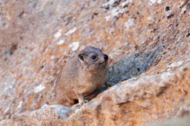 Kaya hyrax (Procavia capensis) bir kaya yüzeyinde. 