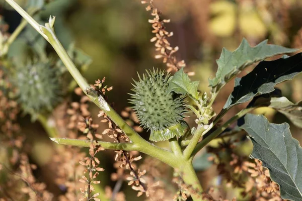 Fruit of Jimsonweed (Datura stramonium) — Stock Photo, Image
