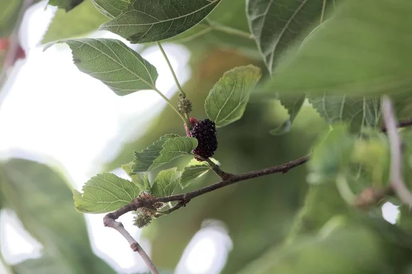 Frutos de una morera africana (Morus mesozygia ) — Foto de Stock